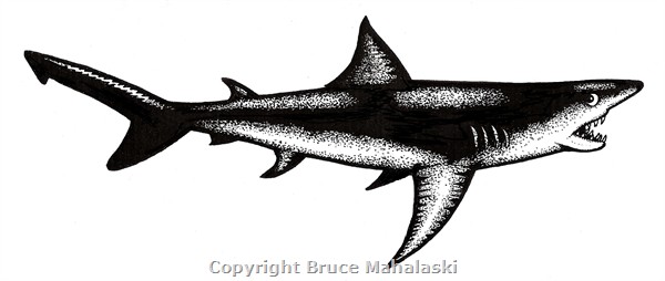 030 - Sharks - Blue Shark -Picture - 3